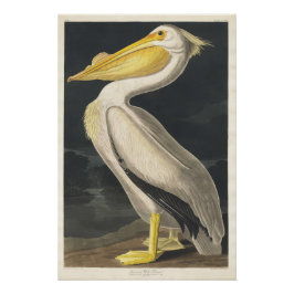 American White Pelican Poster