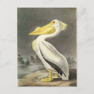 American White Pelican Postkarte