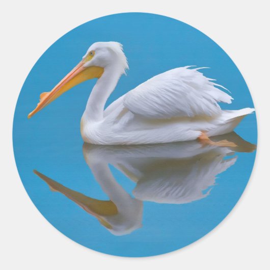 American White Pelican Sticker (Vorderseite)