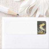 American White Pelican von Audubon (Insitu)