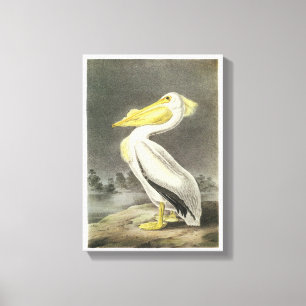 American White Pelican von Audubon Leinwanddruck