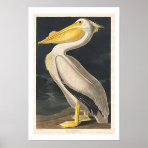 American White Pelican von Audubon Poster