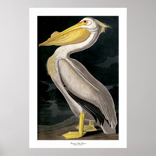 American White Pelican von John James Audubon Poster (Vorne)