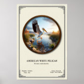 American White Pelican Zoology Series Poster (Vorne)