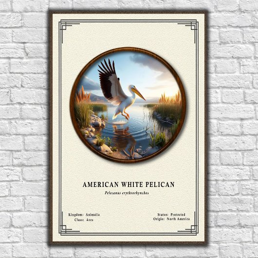 American White Pelican Zoology Series Poster