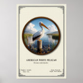 American White Pelican Zoology Series Poster (Vorne)