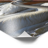 American White Pelicans Fotografie (Ecke)