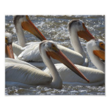 American White Pelicans Fotografie