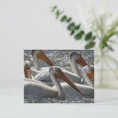 American White Pelicans Just Sprichwort Hi Postkarte (Stehend Vorderseite)