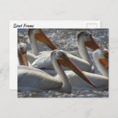 American White Pelicans Just Sprichwort Hi Postkarte (Vorne/Hinten)