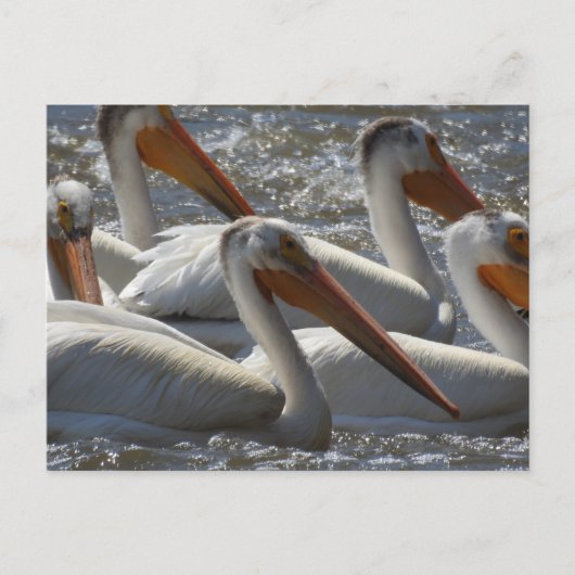 American White Pelicans Just Sprichwort Hi Postkarte (Vorderseite)