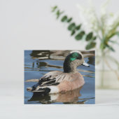 American Widgeon Drake Postkarte (Stehend Vorderseite)