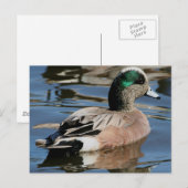 American Widgeon Drake Postkarte (Vorne/Hinten)