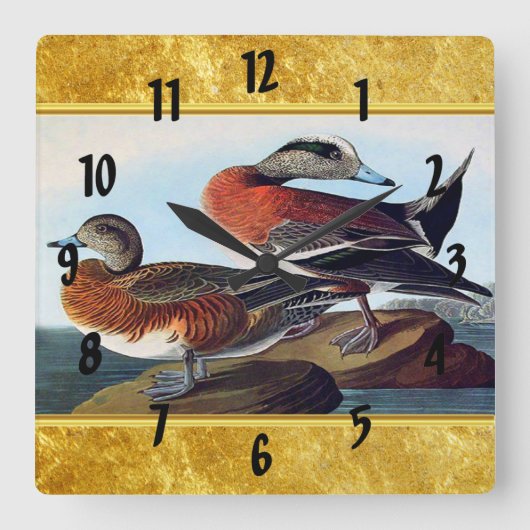 American Widgeon ducks on a rock Quadratische Wanduhr (Vorderseite)