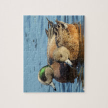 American Widgeon Encks (Drake und Hen)