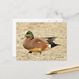 American Wigeon Duck Walking the Beach Postkarte