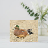 American Wigeon Duck Walking the Beach Postkarte (Stehend Vorderseite)