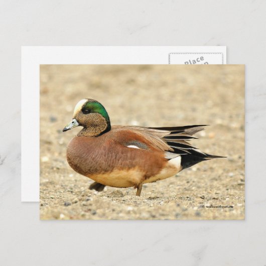 American Wigeon Duck Walking the Beach Postkarte (Vorne/Hinten)