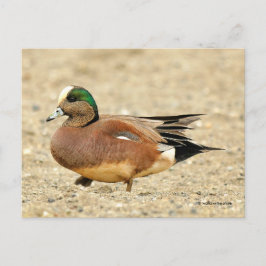 American Wigeon Duck Walking the Beach Postkarte