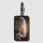 American Wigeon Wildlife Foto Gepäckanhänger (Vorderseite Vertikal)