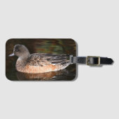 American Wigeon Wildlife Foto Gepäckanhänger (Vorderseite (Horizontal))