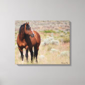 American Wild Mustang Stallion Leinwanddruck (Vorderseite)