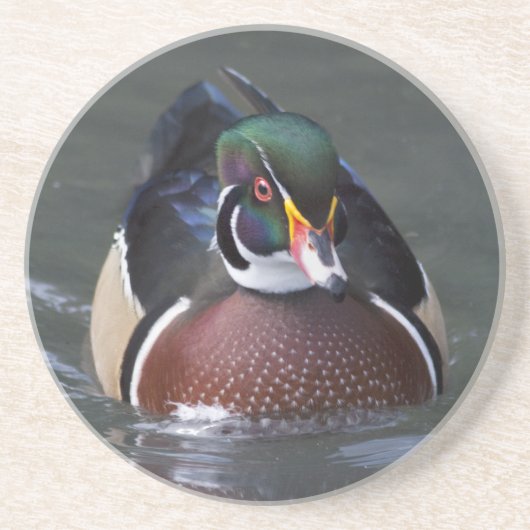American Wood Duck Untersetzer (Vorne)
