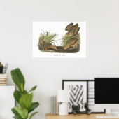 American Woodcock, John Audubon Print Poster (Heimbüro)