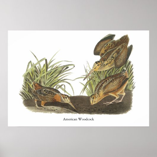 American Woodcock, John Audubon Print Poster (Vorne)