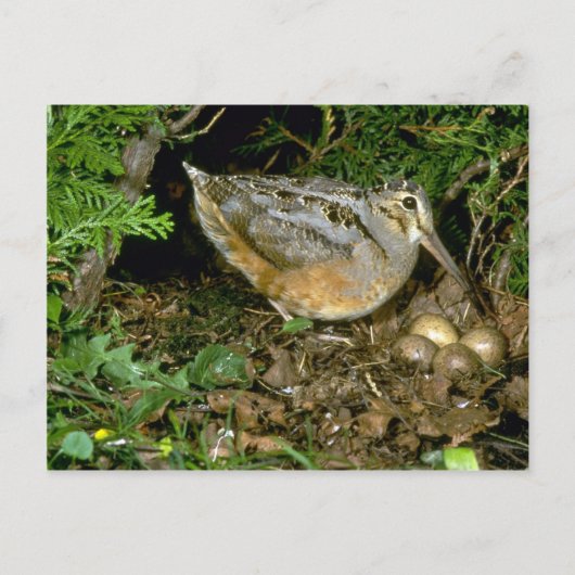 American Woodcock mit Eiern Postkarte (Vorderseite)