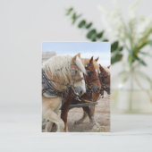 American Work Horse Postkarte (Stehend Vorderseite)