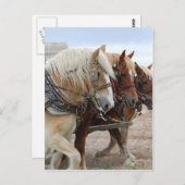 American Work Horse Postkarte (Vorne/Hinten)