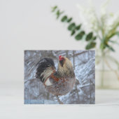 AMERICANA ROOSTER IN WINTERGIFTEN POSTKARTE (Stehend Vorderseite)