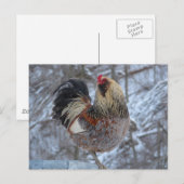 AMERICANA ROOSTER IN WINTERGIFTEN POSTKARTE (Vorne/Hinten)