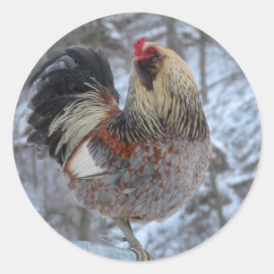 AMERICANA ROOSTER IN WINTERGIFTEN RUNDER AUFKLEBER
