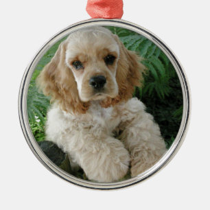 Amerikaner-Cocker spaniel-Hund und der grüne Farn Silbernes Ornament