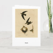 Amerikaner (Kamin) Swift Audubon, Vögel von Amerik Karte (Rückseite)