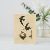 Amerikaner (Kamin) Swift Audubon, Vögel von Amerik Postkarte (Stehend Vorderseite)