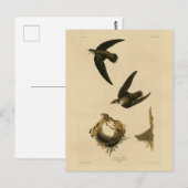 Amerikaner (Kamin) Swift Audubon, Vögel von Amerik Postkarte (Vorne/Hinten)