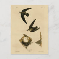 Amerikaner (Kamin) Swift Audubon, Vögel von Amerik