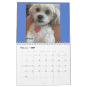 Amerikaner-Lhasas Apso Kalender Pt.2 der (Feb 2027)