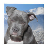 Amerikaner Pitbull Terrier Hündchen Fliese (Vorderseite)