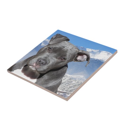 Amerikaner Pitbull Terrier Hündchen Fliese (Seite)