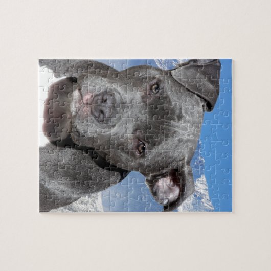 Amerikaner Pitbull Terrier Hündchen Puzzle (Horizontal)