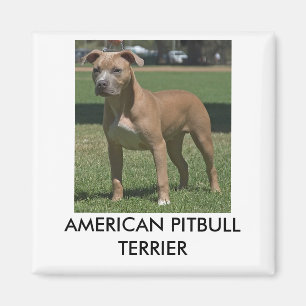 Amerikaner Pitbull Terrier Magnet