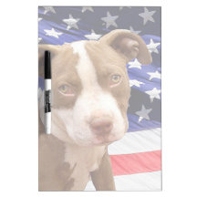 Amerikaner Pitbull Welpe