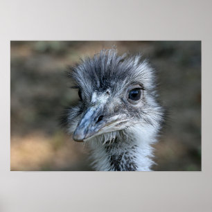 Amerikaner-Rhea-Porträt Poster