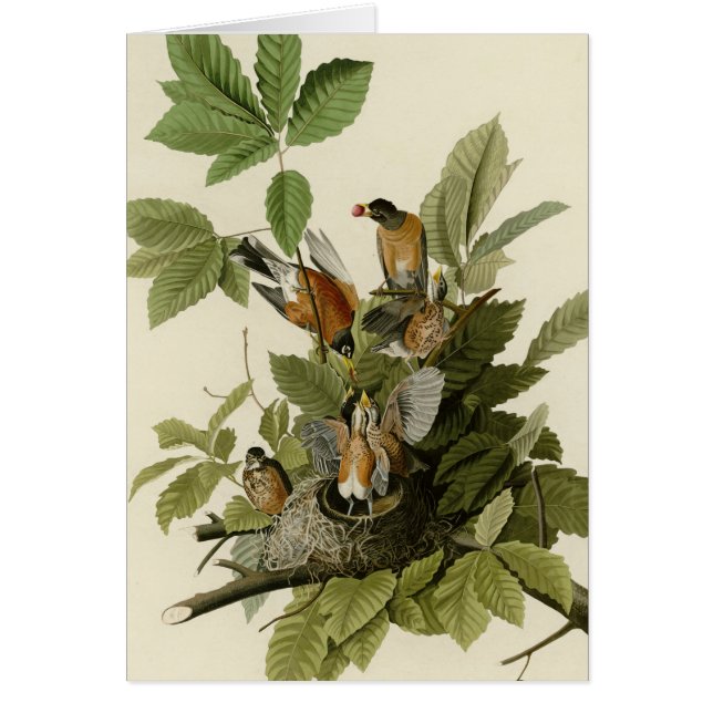 Amerikaner Robin (Vorne)