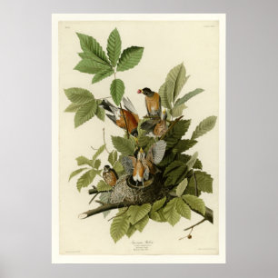 Amerikaner Robin Poster
