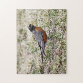 Amerikaner Robin Puzzle (Vertikal)